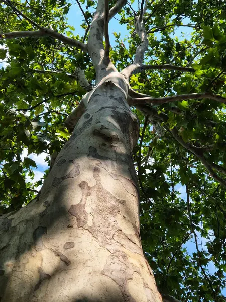 Platanus ağacı kabuğu yakın plan. Ağaç kabuğu dokulu eski bir ağaç gövdesi. Ağaç kabuğundaki doğal desen. Kabuğu soyulmuş ağaç.
