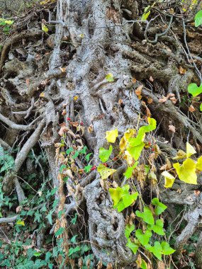 Yeşil bir sarmaşıkla dolanmış eski bir ağacın köklerini içeren bir resim toprak ve orman çalılıklarının arka planına karşı. Kabuk ve yaprakların dokusu doğal, organik bir desen oluşturur..