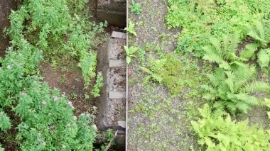 Terk edilmiş eski bir fabrikada çimenler büyüyor.