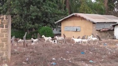 Batı Afrika 'daki evler arasındaki boş arazide keçi.