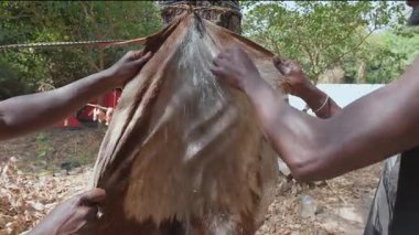 Batı Afrikalı Esnaflar Djembe Üretimi İçin Keçi Derisi Tıraş Ediyor
