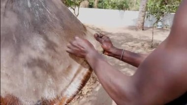 Batı Afrikalı Esnaflar Djembe Üretimi İçin Keçi Derisi Tıraş Ediyor