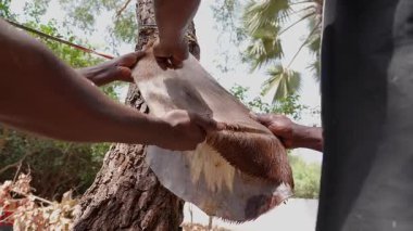 Batı Afrikalı Esnaflar Djembe Üretimi İçin Keçi Derisi Tıraş Ediyor