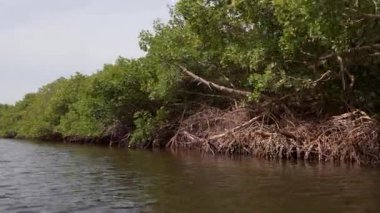 Mangrove Senegal 'de bir nehirde
