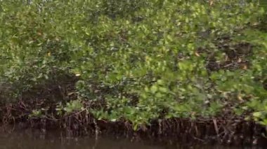 Mangrove Senegal 'de bir nehirde