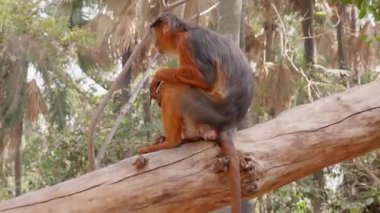 Batı Afrika 'da uzun kuyruklu bir maymun.