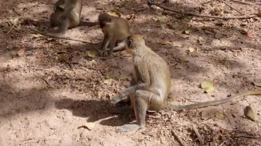 Siyah yüzlü 3 küçük maymun