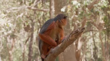 Ağaçtaki kırmızı maymun
