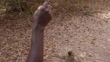 Afrikalı bir adamın eline muz almak için zıplayan bir maymun..