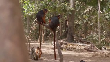 2 küçük maymun ağaçta, Batı Afrika