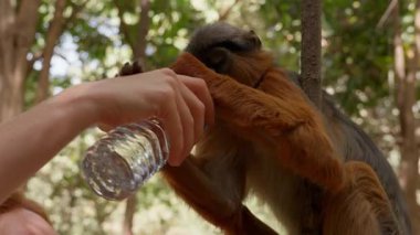 Küçük bir maymun Avrupalı bir kızdan şişe su içiyor.