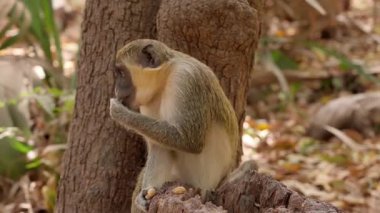 Küçük maymun fındık yiyor, Batı Afrika