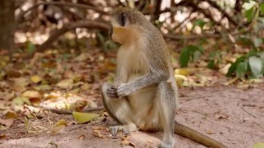 Küçük maymun oturuyor ve fındık yiyor, Batı Afrika