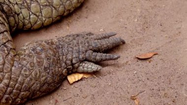 Uyuyan timsah, timsah, yakın plan, Batı Afrika