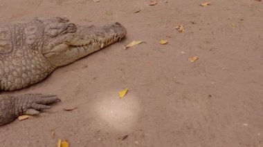 Uyuyan timsah, hizalama, baştan sona