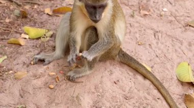 Küçük maymun oturuyor ve fındık yiyor, Batı Afrika