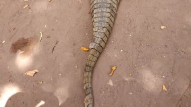 Uyuyan timsah, timsah, baştan sona..