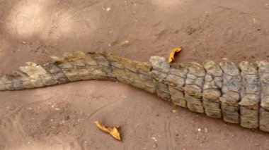 Uyuyan timsah, timsah, baştan sona.