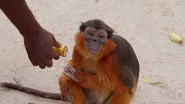 Yan taraftan muz alan bir maymun.