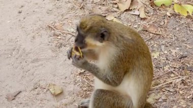 Küçük bir maymun soyuluyor ve muz yiyor