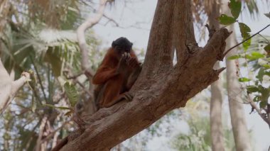 Ağaçta fındık yiyen bir maymun.