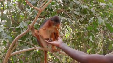 Afrikalı bir adam tarafından verilen fıstıkları yiyen bir maymun.
