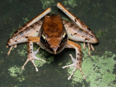 Kayadaki Javan torrent kurbağası Wijayarana masonii Boulenger olarak da bilinir.