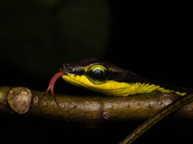 Ağaç dallarında çatallı dille Dendrelaphis tristisleri