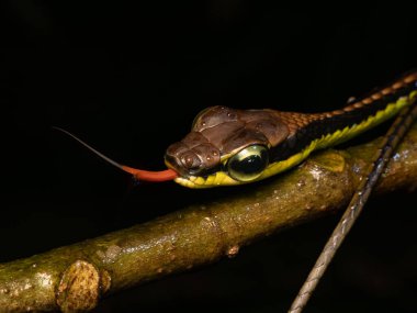 Ağaç dallarında çatallı dille Dendrelaphis tristisleri