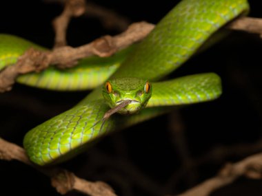 Beyaz dudaklı ağaç engereği, Trimeresurus albolabris Güneydoğu Asya 'ya özgü zehirli bir çukur engerek türüdür.. 