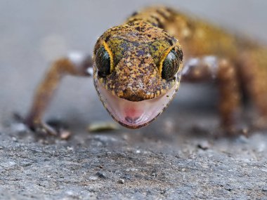 Gecko 'nun Yeri' ni kapatın. 