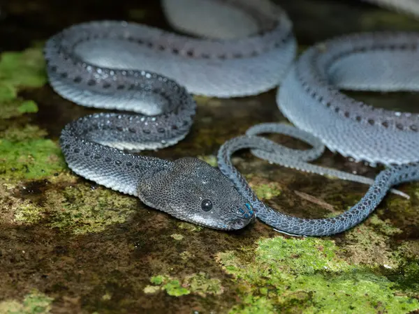 Ejderha yılanına ya da xenodermus javanicus 'a yaklaş 