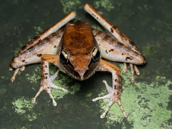 Kayadaki Javan torrent kurbağası Wijayarana masonii Boulenger olarak da bilinir.