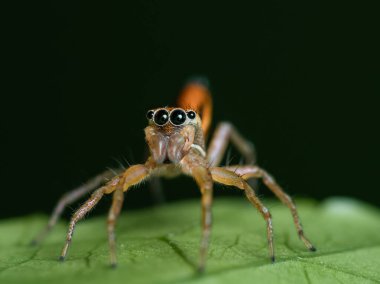 Atlayan örümcek kozmophasis lami olarak da bilinir.