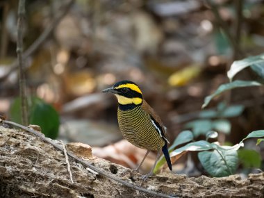 Javan, Endonezya 'nın güzel kuş türünü bant ile kuşattı. 