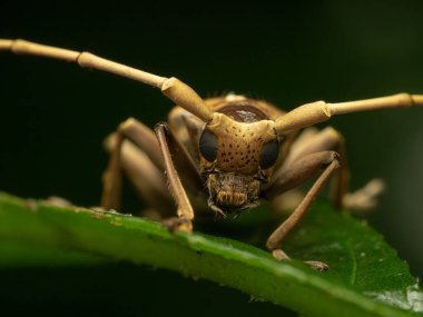 Düz yüzlü uzun boynuzlu böceğe çok güzel bir detayla yaklaş. 