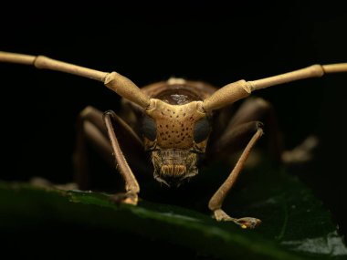 Düz yüzlü uzun boynuzlu böceğe çok güzel bir detayla yaklaş. 