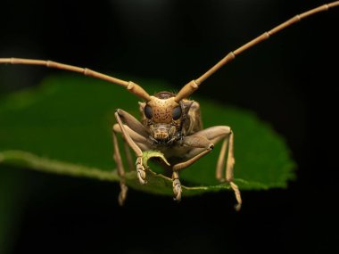 Düz yüzlü uzun boynuzlu böceğe çok güzel bir detayla yaklaş. 