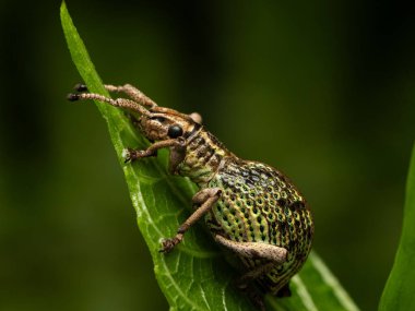 Geniş burunlu buğday biti yeşil yaprakta 