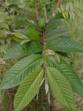 Guava yapraklarının yakın görüntüsü. Genç guava yapraklarının bir dalının portre görüntüsü.