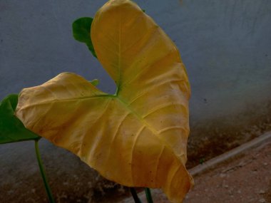 Arka bahçedeki renksiz sarı coyam yaprağı (Kontomire) bilimsel olarak Colocasia esculenta olarak bilinir..