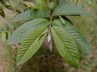 Bitki üzerindeki taze guava yapraklarının yakın görüntüsü. Guava ağacı yapraklarının bir dalının manzara görüntüsü.