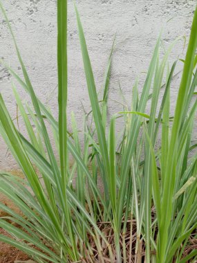 Bahçe bahçesinde taze limon çimeni. Limon otları geleneksel olarak ateş ve acıyı tedavi etmek için kullanılır..