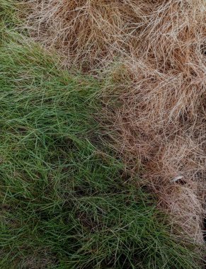 Yeşil çimenler ve kuru çimenler. Yeşil çimlerin taze ve kuru kısmını kapat. Yarı çapraz yeşil çimen.