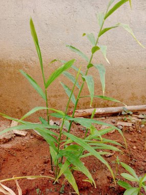 Bahçedeki tarlada zencefil ya da mahsul. Rhizomu, zencefil kökü ya da zencefil kökü olan bir çiçek bitkisi genellikle baharat ya da halk ilacı olarak kullanılır..