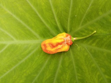 Yeşil yapraklı olgun biber. Üzerine biber sürülmüş kokoza yaprağı..