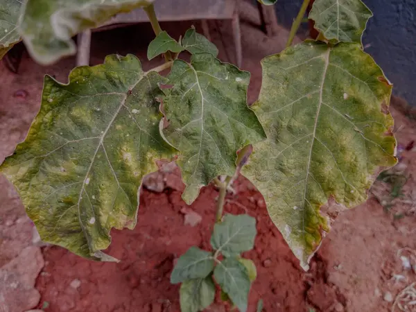 Solanum melongena olarak bilinen arka bahçe bahçesinde renksiz ve istila edilmiş patlıcan ya da bahçe yumurtası yaprağı..