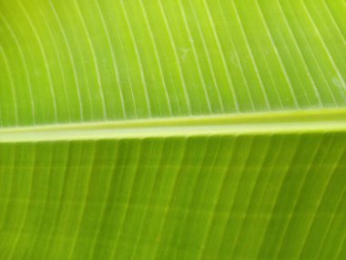 Muz yaprağının çizgili dokusu. Metin için alan olarak kullanılan muz yaprağının veya muz yaprağının görüntüsünü kapat. Makro muz yaprağı deseni.