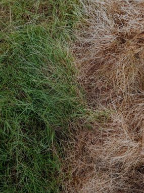 Yeşil çimenler ve kuru çimenler. Yeşil çimlerin taze ve kuru kısmını kapat. Yarı yeşil çimen.