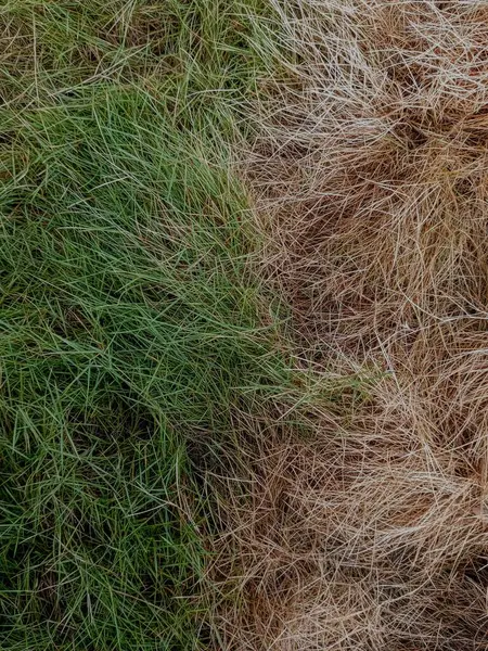 Yeşil çimenler ve kuru çimenler. Yeşil çimlerin taze ve kuru kısmını kapat. Yarı yeşil çimen.